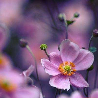 乐鱼官网-登录入口