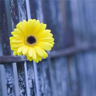 斗牛棋牌手机app下载